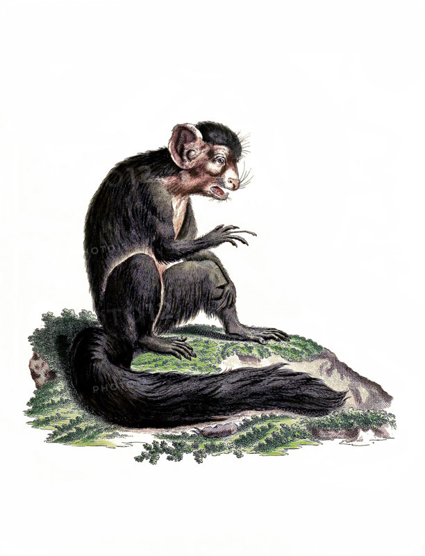 Lemur
