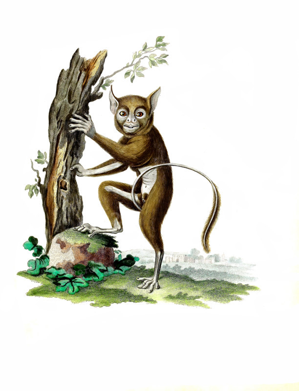 Lemur