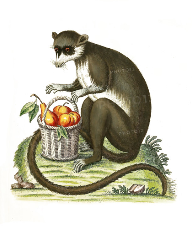 Lemur mongoz