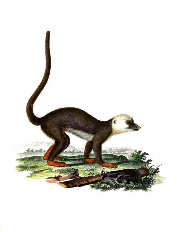 Lemur albifrons