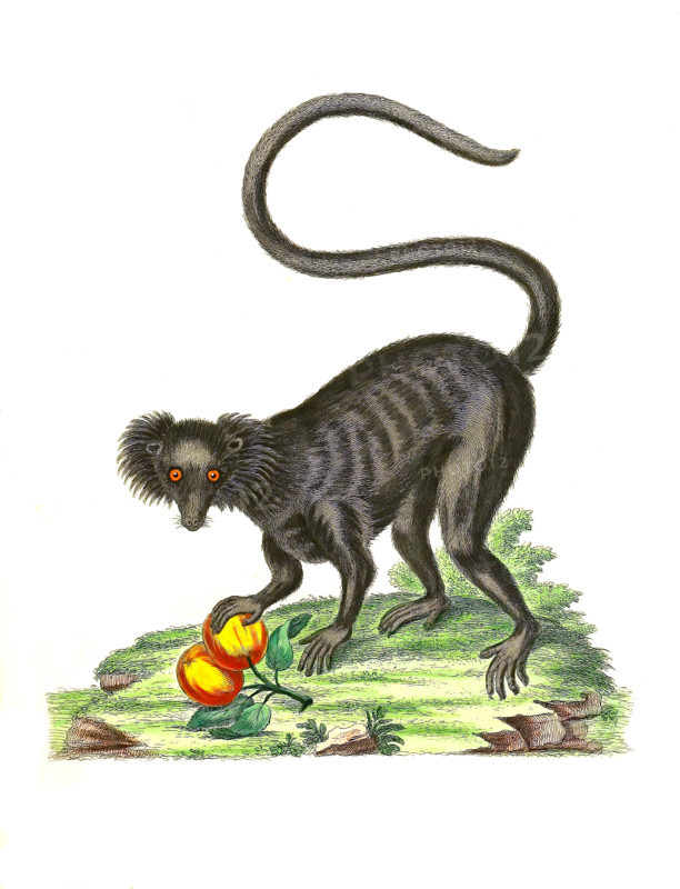 Lemur macaco