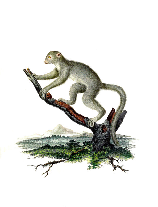 Lemur