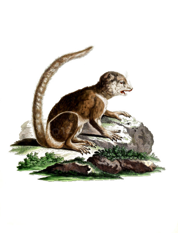 Lemur lanatus