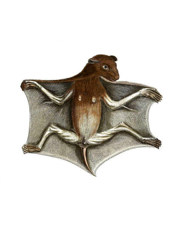 Lemur volans