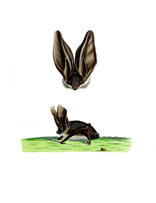 Vespertilio auritus