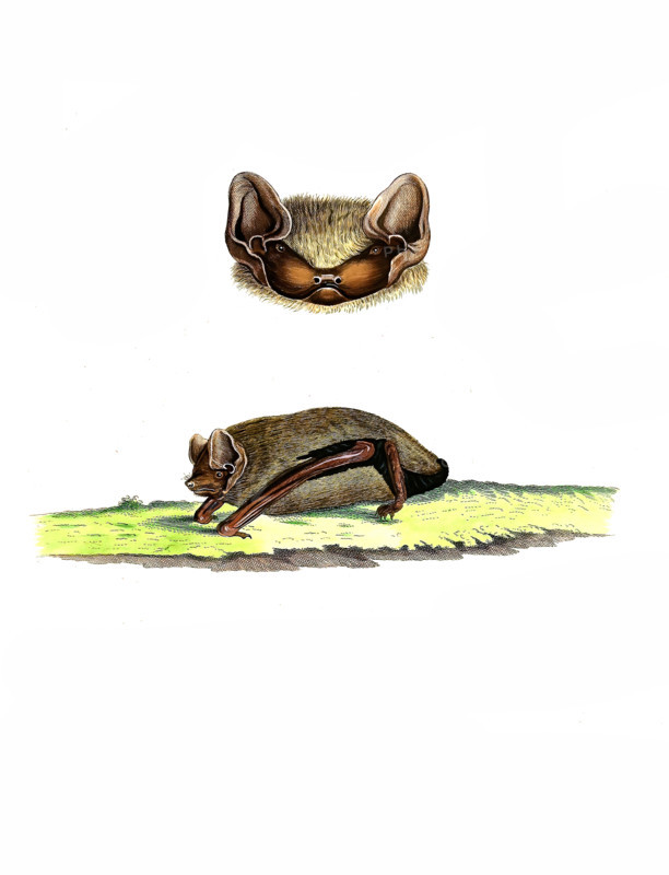 Vespertilio noctula