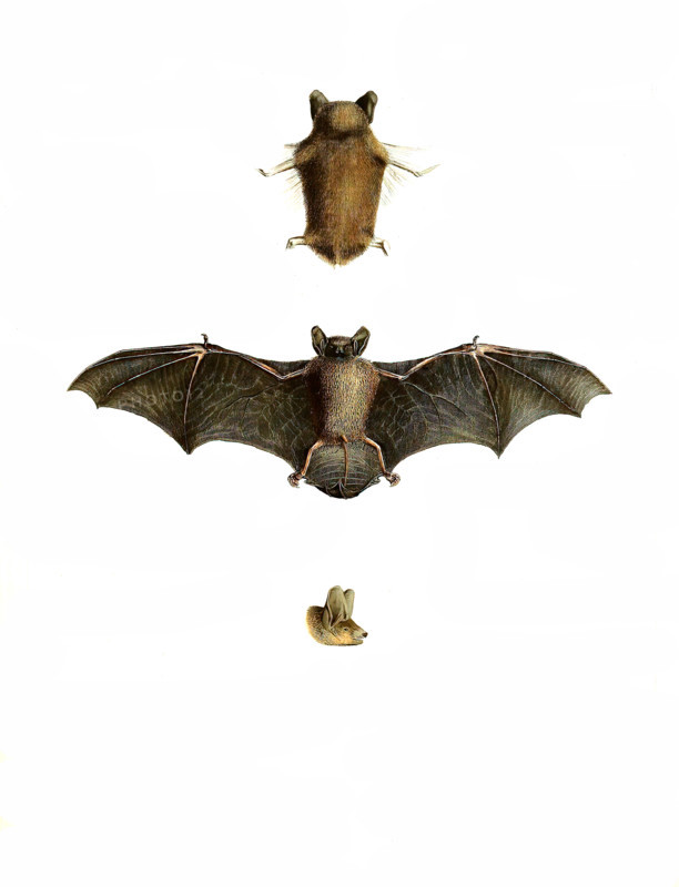 Common pipistrelle