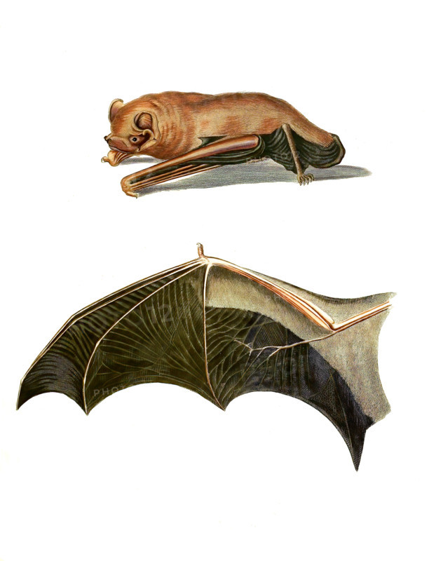 Giant Noctule