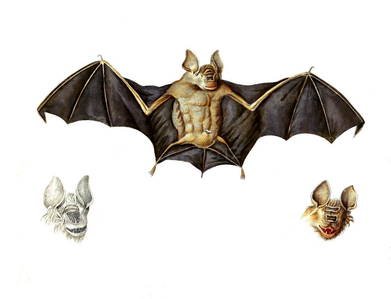 Schneider's leaf-nosed bat or Schneider's roundleaf bat