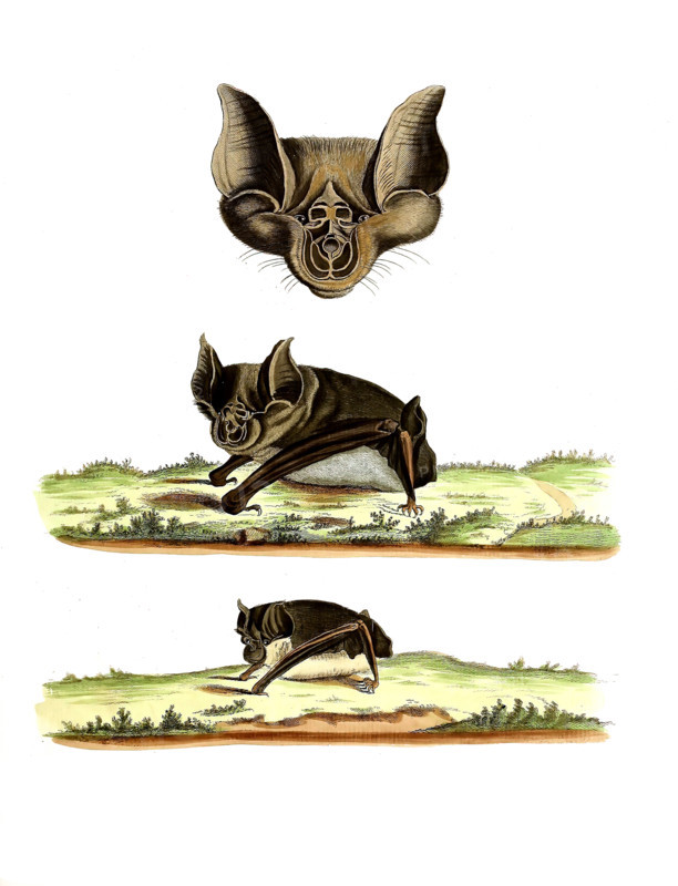 Vespertilio ferrum equinum