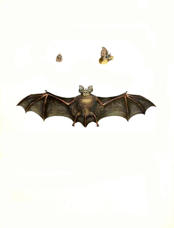 Rhinolophus clivosus