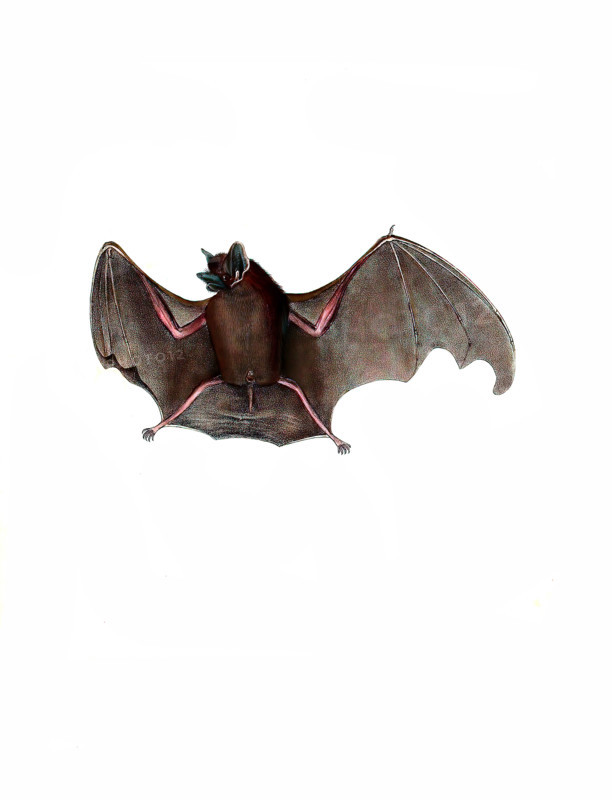 Small dog-bat