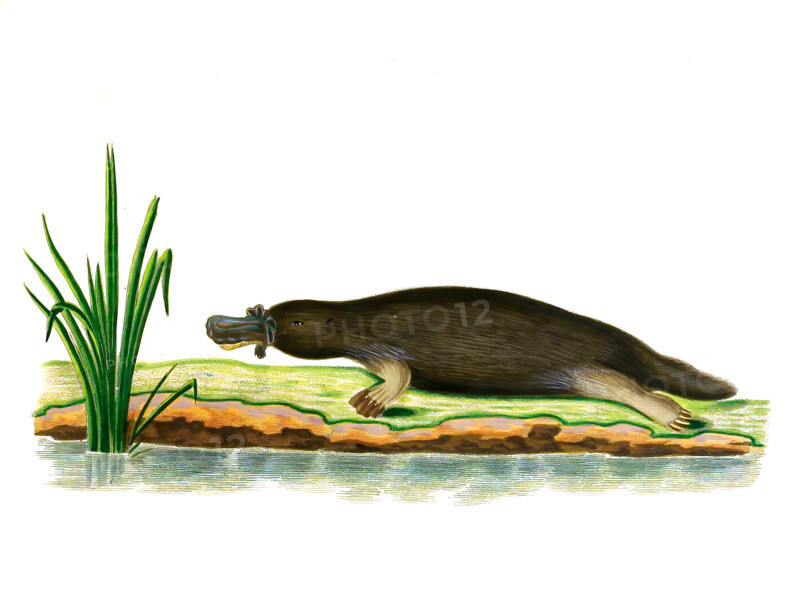 Platypus