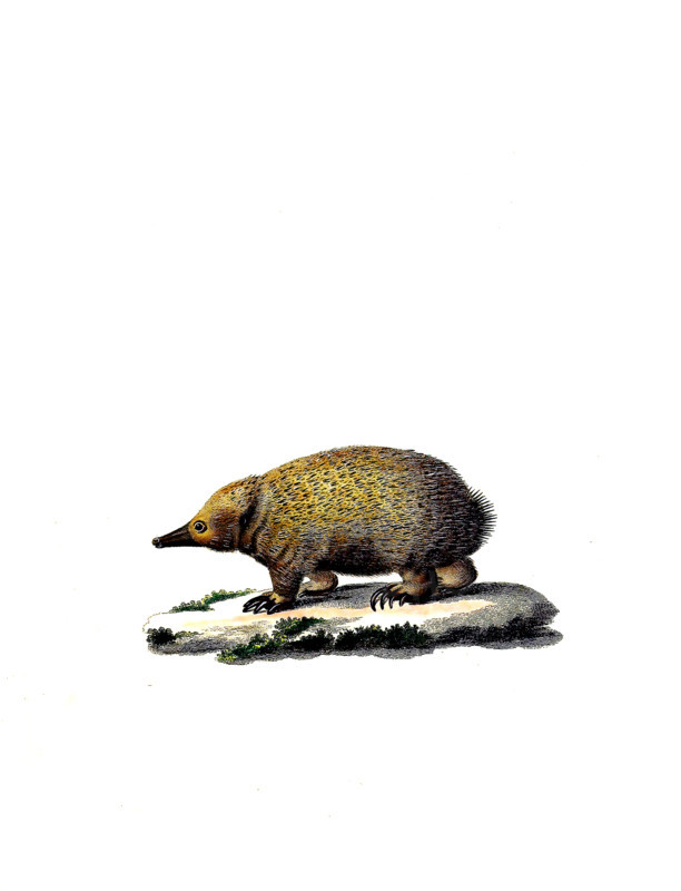 Short-beaked Echidna