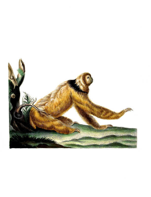 Collared Sloth