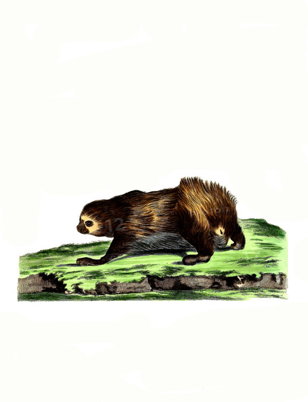 Two-toed sloth