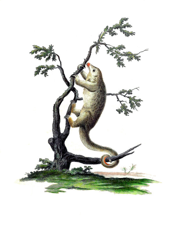 Common pygmy anteater