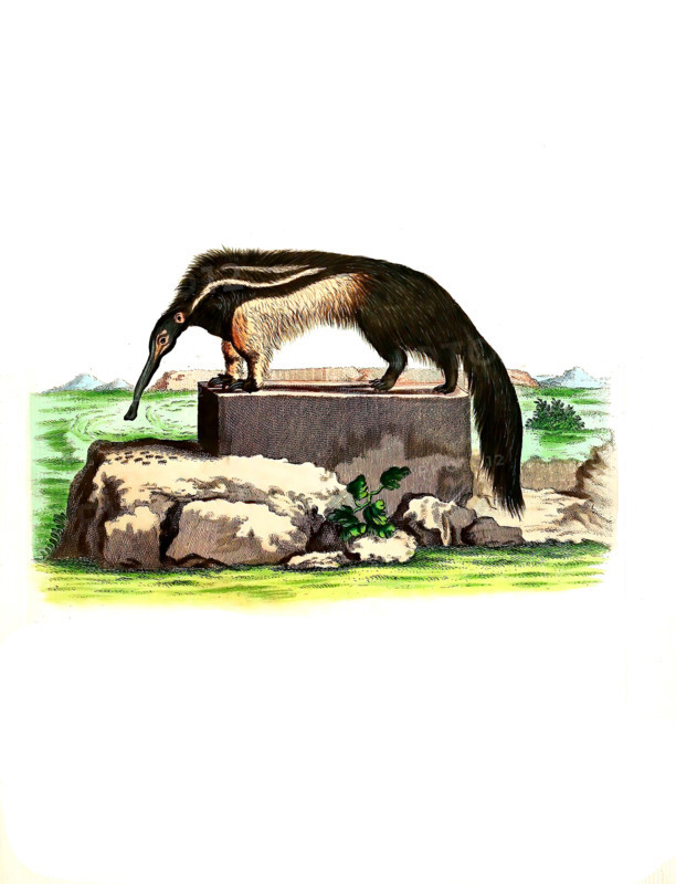 Anteater