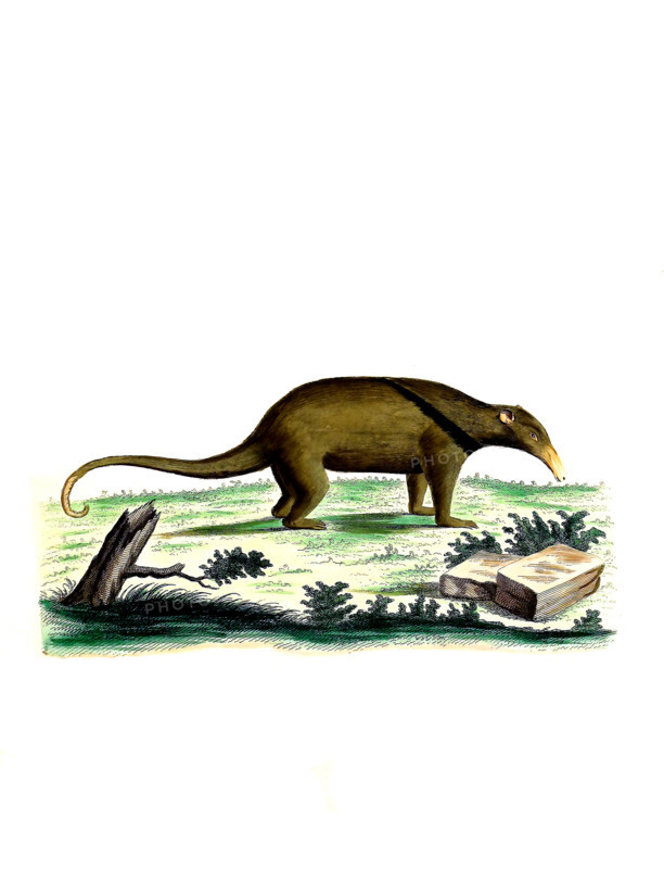 Giant anteater