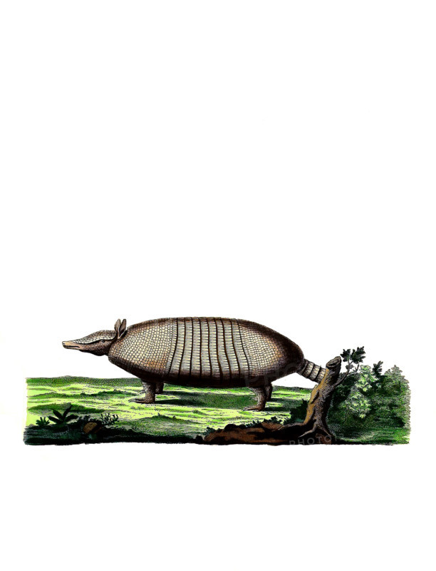 Large hairy armadillo