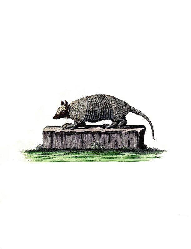 Southern naked-tailed armadillo