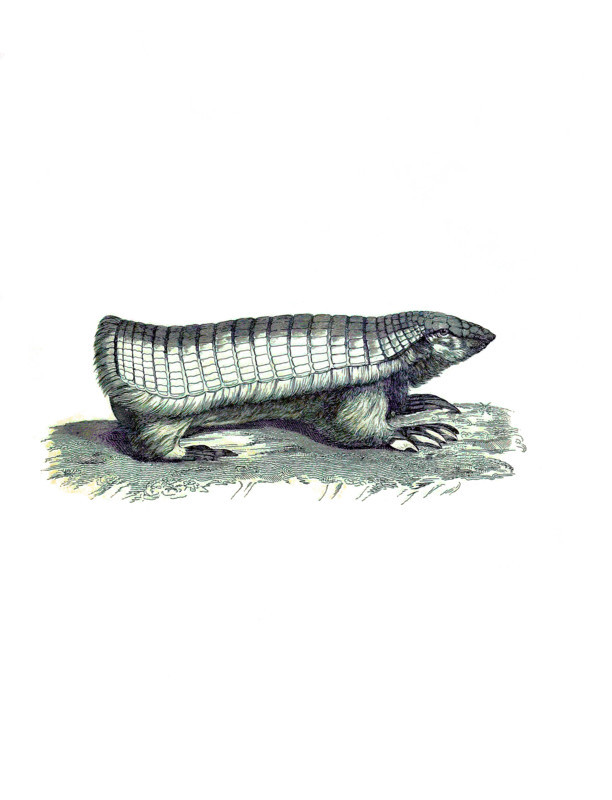 Belted Mole