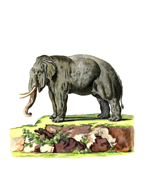 Asian elephant