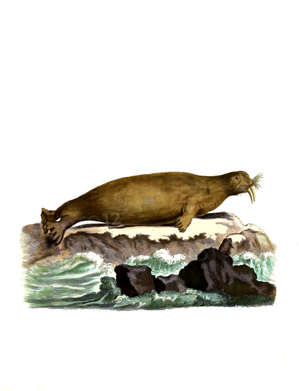 Walrus