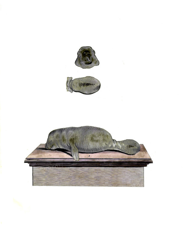 Caribbean Manatee