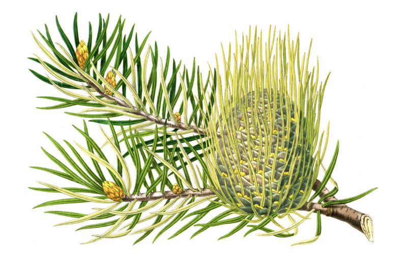 Abies bracteata