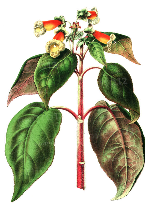 Sciadocalyx warszewiczii