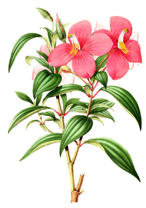 Monochoetum umbellatum
