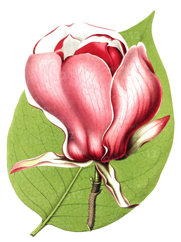 Magnolia