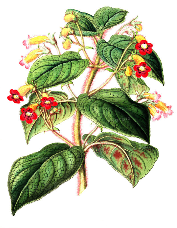 Kohleria inaequalis