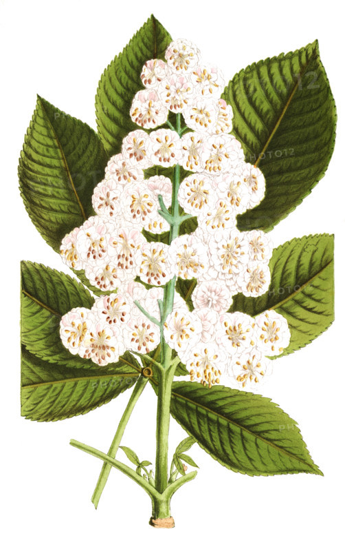 Horse chestnut