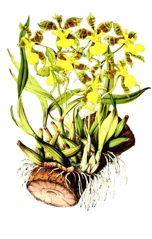 Oncidium janeirense