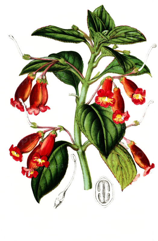 Isoloma Trianaei