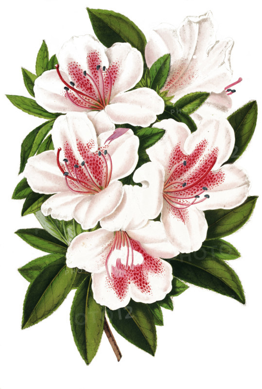 Azalea indica