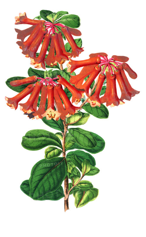 Rhododendron retusum