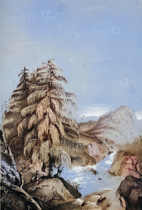 View of a Larix Griffithii in one of its native places