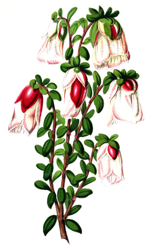 Genetyllis tulipifera