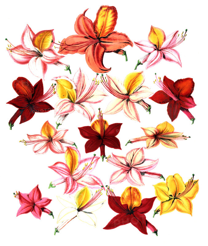 various flowers of azaleas