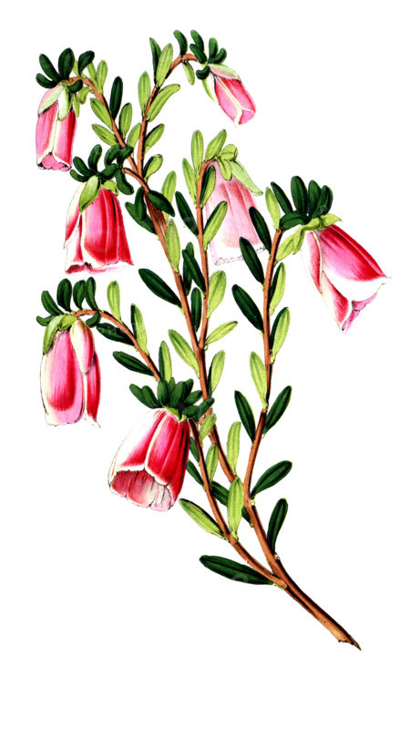 Genetyllis macrostegia