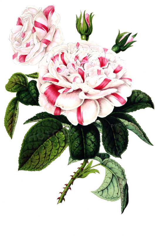 Rosier hybride remontant