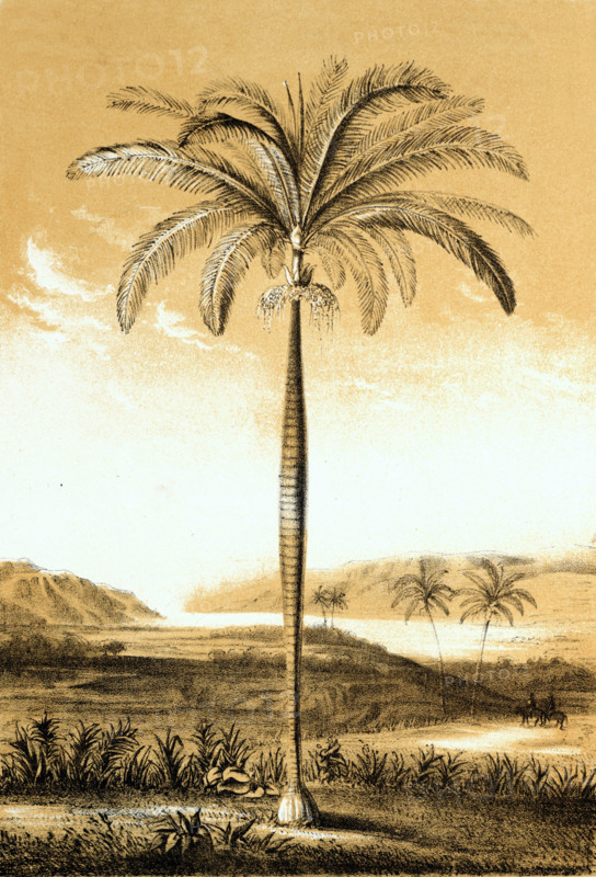 Oreodoxa regia