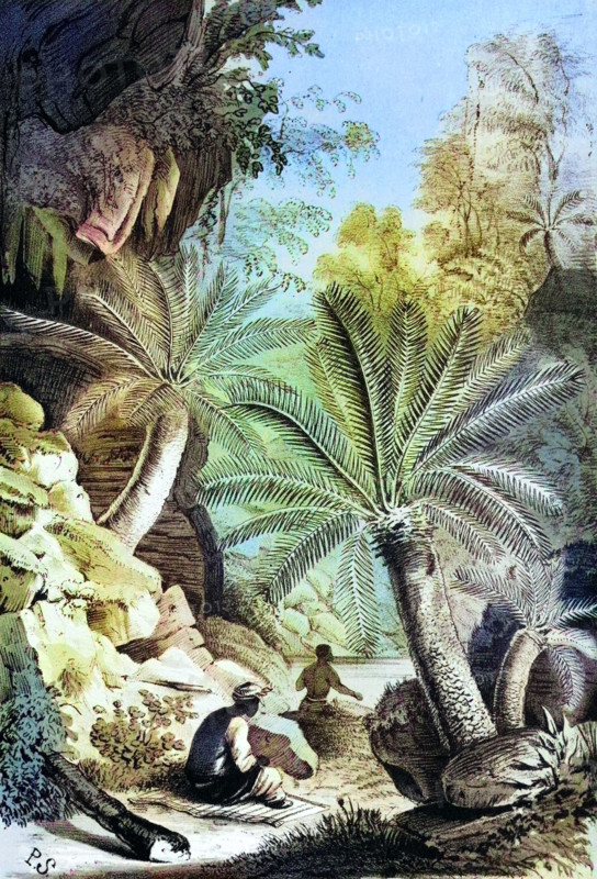 Dioon edule
