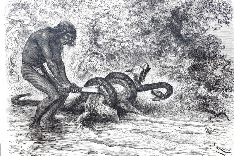 A South American Indian frees his dog from the stranglehold of a boa constrictor snake.