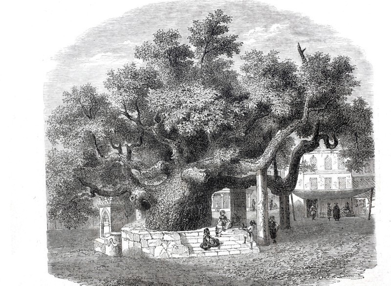 The ancient plane tree of Hippocrates.