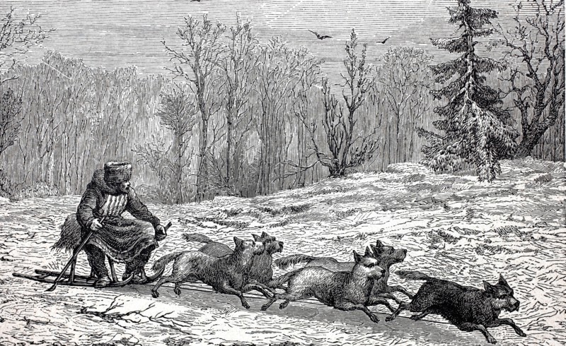 Dog team.
