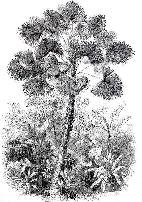 Latan tree is a species of palm.